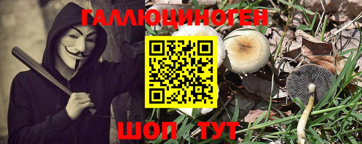 Псилоцибиновые грибы Psilocybe Ишимбай